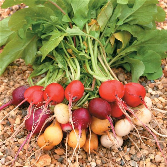 Radish Seeds Radish Rainbow Mix II Vegetable Seeds
