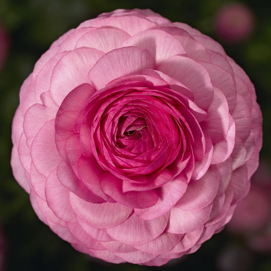 Bulk Ranunculus Seeds Ranunculus Mache Pink Pelleted Seeds