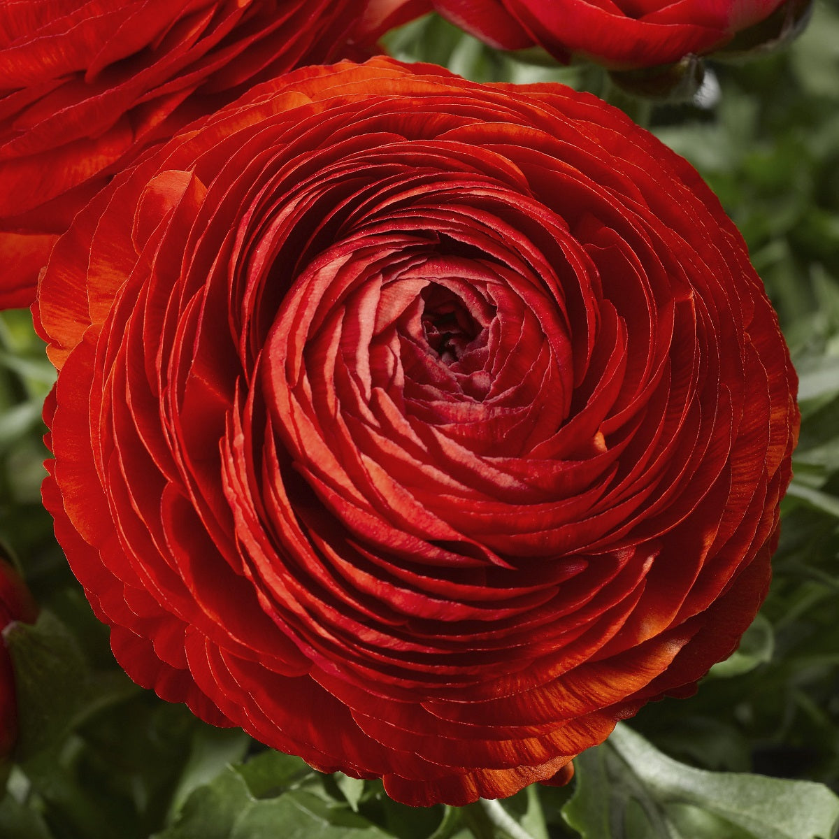 Red Ranunuculus Bulk Ranunculus Seeds Ranunculus Mache Red Pelleted Seeds – Buy Bulk Seeds
