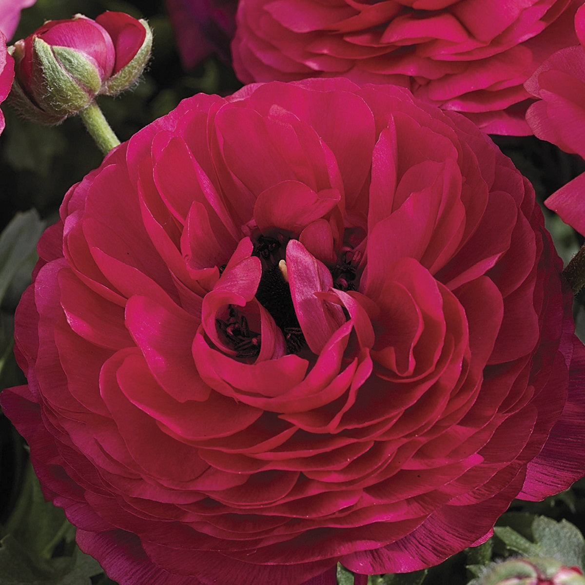 Bulk Ranunculus Seeds Ranunculus Mache Rose Pelleted Seeds
