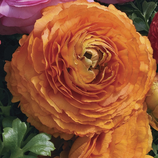 Bulk Ranunculus Seeds Ranunculus Magic Orange Pelleted Seeds