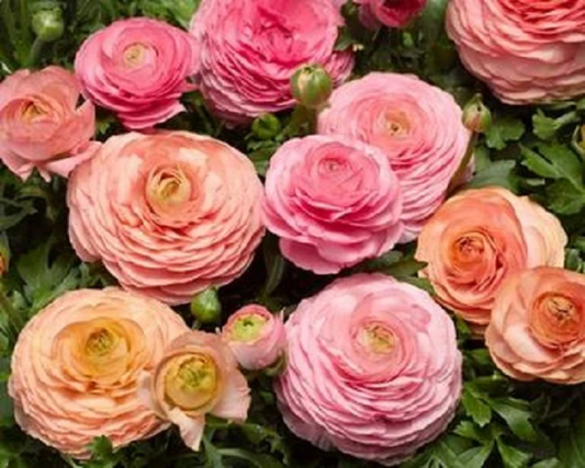 Bulk Ranunculus Seeds Ranunculus Magic Pink & Peach Pelleted Seeds