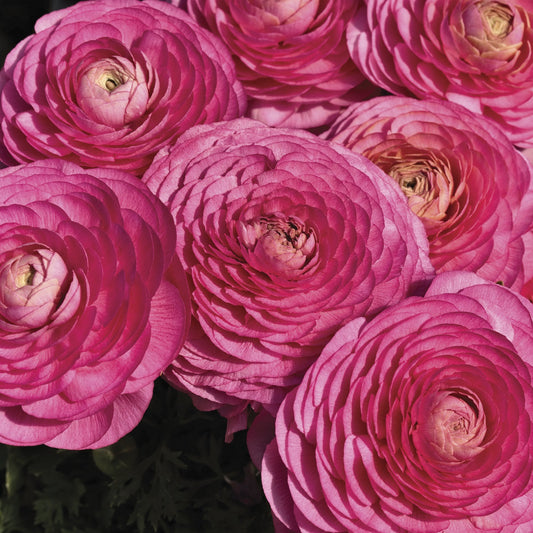 Bulk Ranunculus Seeds Ranunculus Magic Rose Pelleted Seeds
