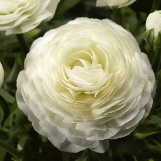 Bulk Ranunculus Seeds Ranunculus Magic White Pelleted Seeds