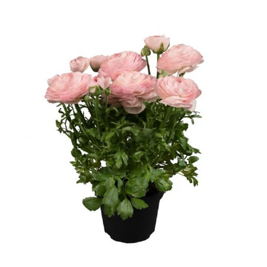 Bulk Ranunculus Seeds Ranunculus Sprinkles Light Pink Pelleted Seeds
