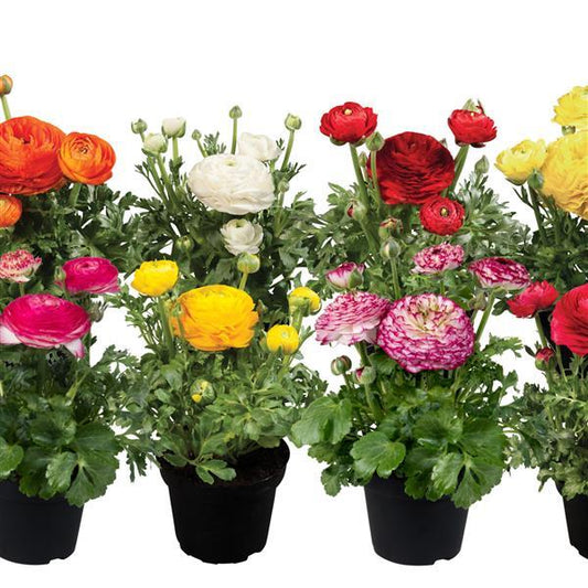 Bulk Ranunculus Seeds Ranunculus Sprinkles Mix Pelleted Seeds