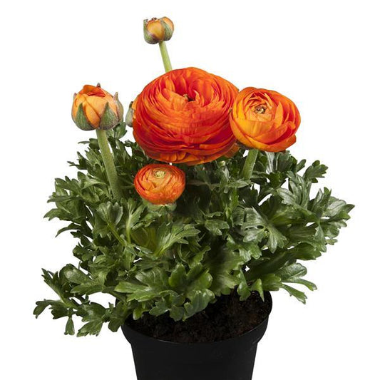 Bulk Ranunculus Seeds Ranunculus Sprinkles Orange Pelleted Seeds