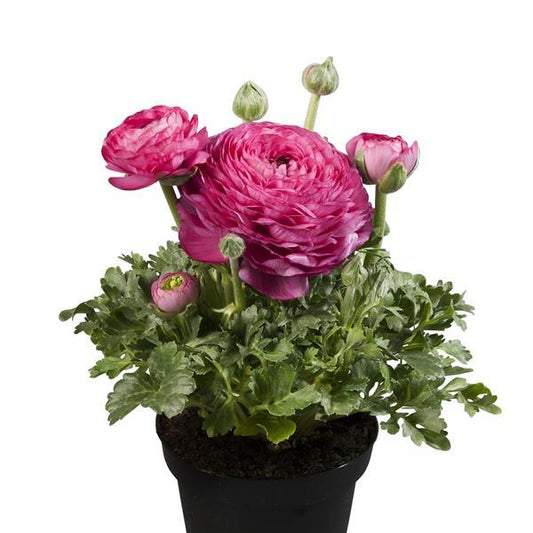 Bulk Ranunculus Seeds Ranunculus Sprinkles Pink Pelleted Seeds