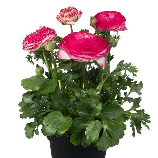 Bulk Ranunculus Seeds Ranunculus Sprinkles Pink Bicolor Pelleted Seeds