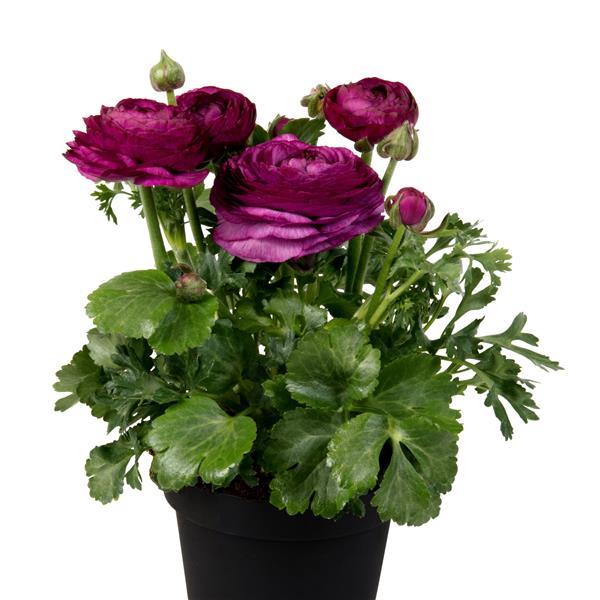 Bulk Ranunculus Seeds Ranunculus Sprinkles Violet Pelleted Seeds