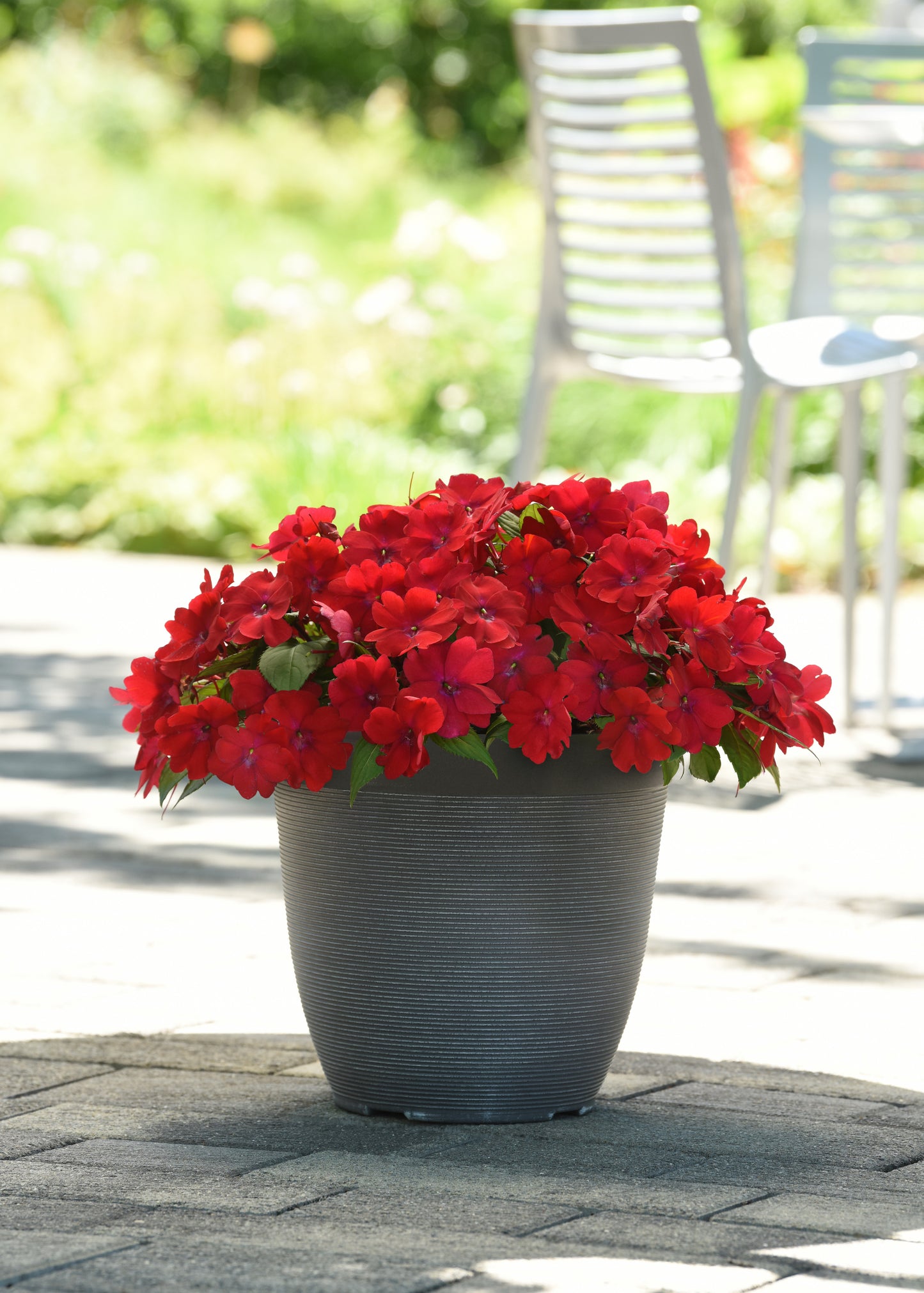 Solarscape® XL Red Glow Interspecific Impatiens Seeds
