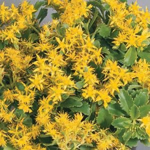 1,000 Pelleted Sedum Seeds Sedum Selskianum Spirt