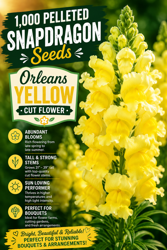1,000 Pelleted Snapdragon Seeds Orleans Yellow Cut Flower
