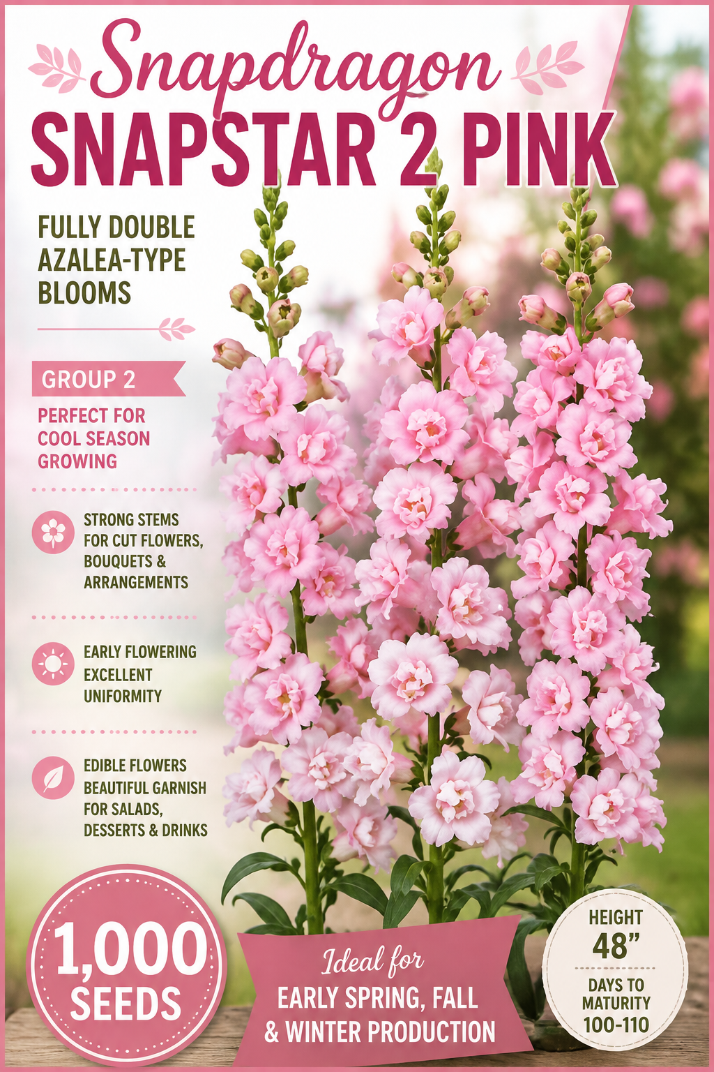 Seedling label for Snapdragon Snapstar 2 Pink, showing tall pink snapdragon flowers on a blurred garden background with product text on the left and a badge indicating 1,000 seeds.