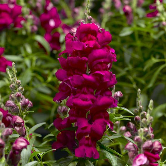 1,000 Pelleted Snapdragon Seeds Snaptastic Magenta