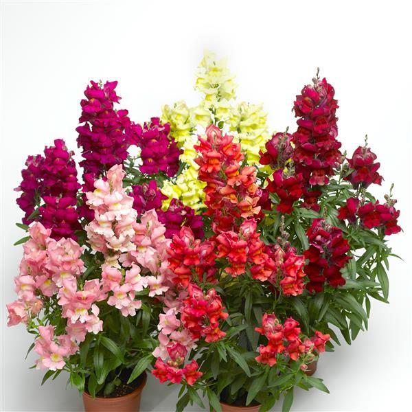 1,000 Pelleted Snapdragon Seeds Snaptastic Mix