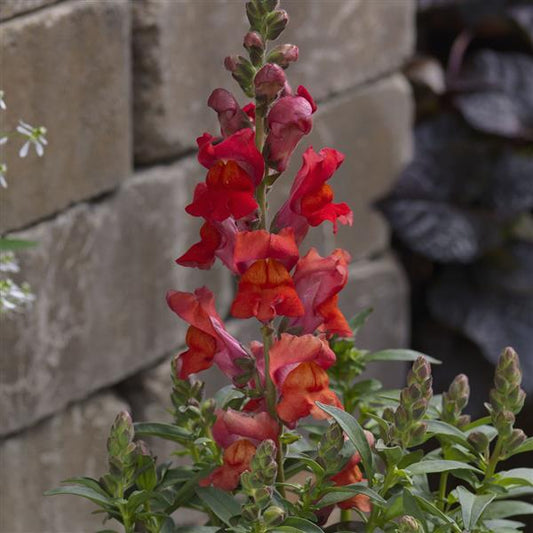1,000 Pelleted Snapdragon Seeds Snaptastic Orange Flame