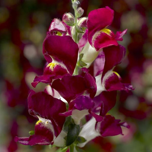 1,000 Pelleted Snapdragon Seeds Snaptini Burgundy Bicolor