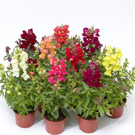 1,000 Pelleted Snapdragon Seeds Snaptini Mix