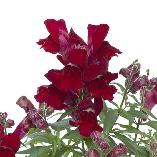 1,000 Pelleted Snapdragon Seeds Snaptini Red