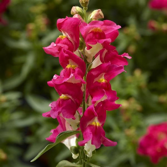 1,000 Pelleted Snapdragon Seeds Snaptini Rose Bicolor
