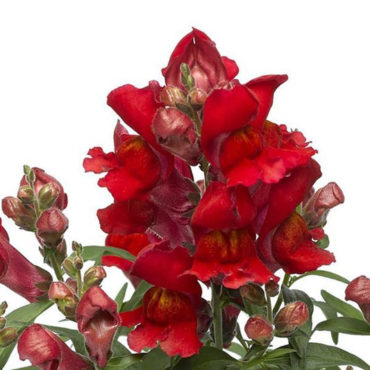 1,000 Pelleted Snapdragon Seeds Snaptini Scarlet