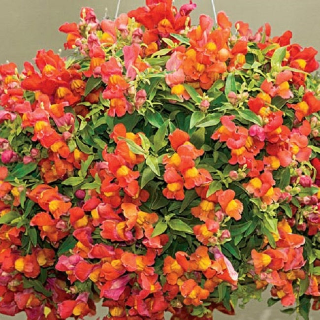 Snapdragon Seeds Snapdragon Candy Showers Orange MPL