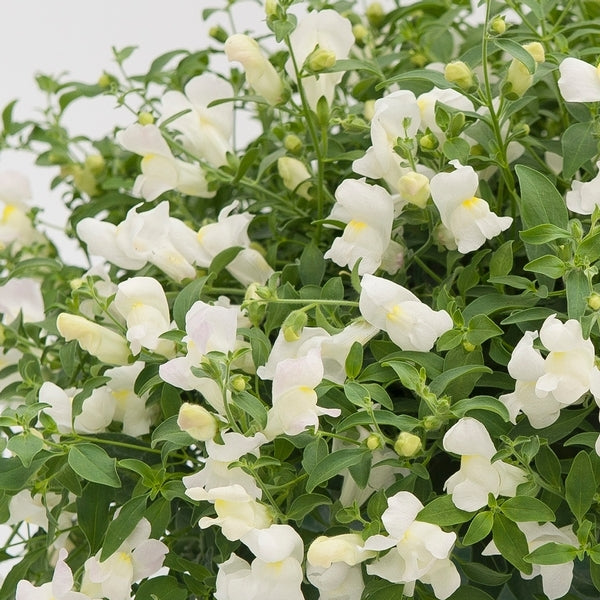 Snapdragon Seeds Snapdragon Candy Showers White MPL