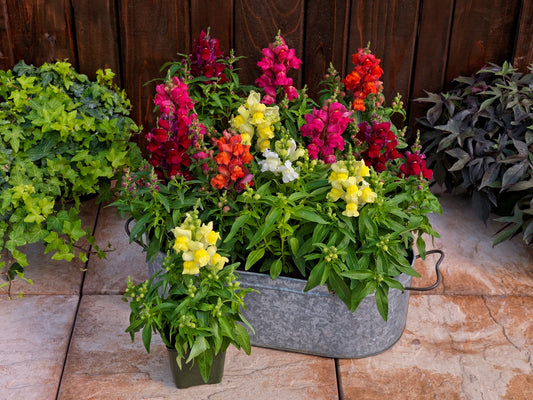 1,000 Pelleted Snapdragon Seeds Candy Tops Mix