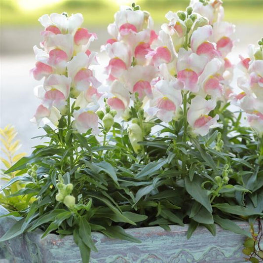 1,000 Pelleted Snapdragon Seeds Candy Tops Pink Bicolor