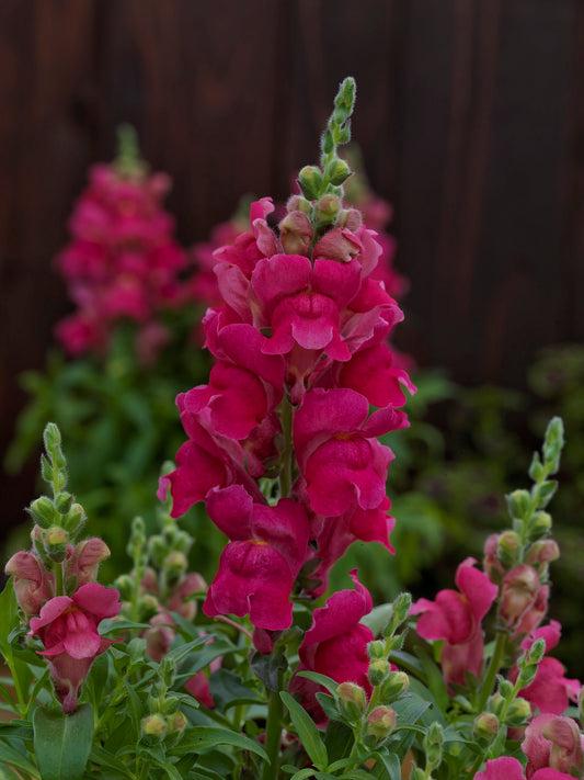 1,000 Pelleted Snapdragon Seeds Candy Tops Rose