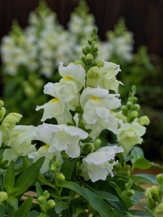 1,000 Pelleted Snapdragon Seeds Candy Tops White