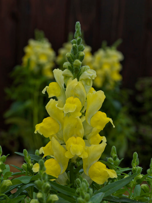1,000 Pelleted Snapdragon Seeds Candy Tops Yellow
