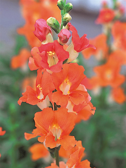 1,000 Snapdragon Seeds Chantilly Bronze Cut Flower
