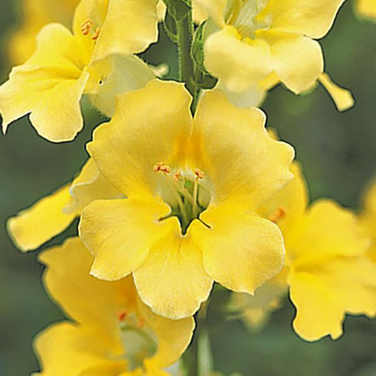 1,000 Snapdragon Seeds Chantilly Cream Yellow Cut Flower