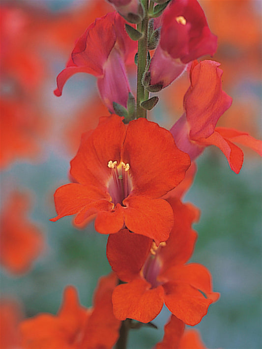 1,000 Snapdragon Seeds Chantilly Deep Orange Cut Flower