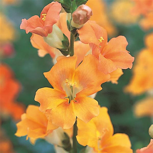 1,000 Snapdragon Seeds Chantilly Light Salmon Cut Flower