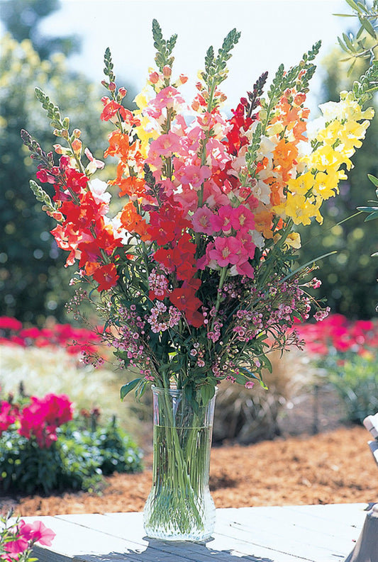 1,000 Snapdragon Seeds Chantilly Mix Cut Flower