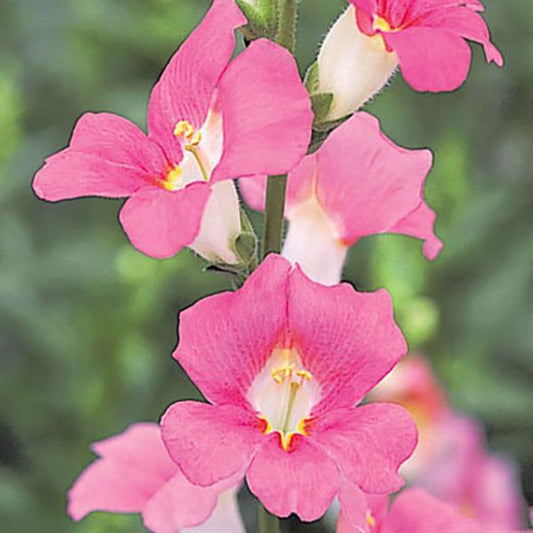 1,000 Snapdragon Seeds Chantilly Pink Cut Flower