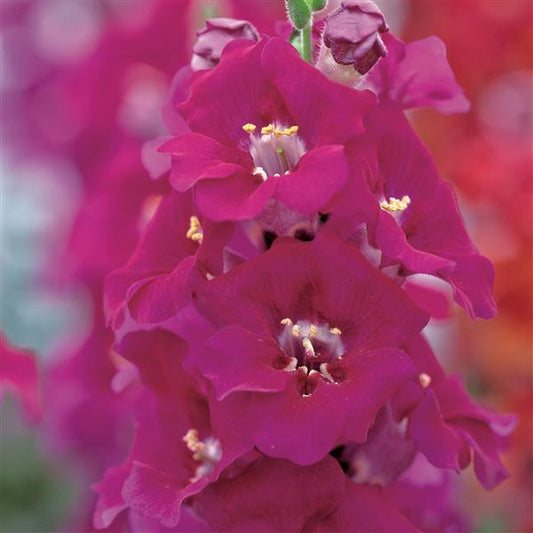 1,000 Snapdragon Seeds Chantilly Purple Cut Flower