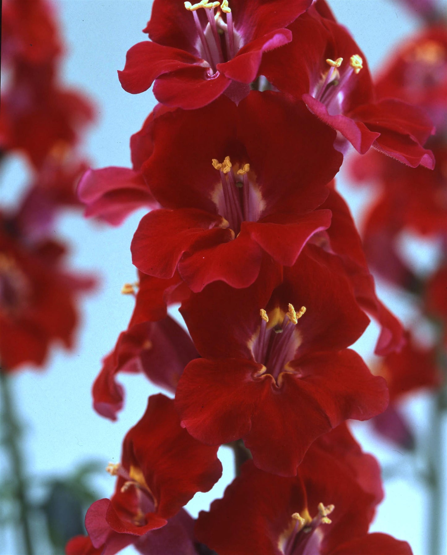 1,000 Snapdragon Seeds Chantilly Velvet Cut Flower