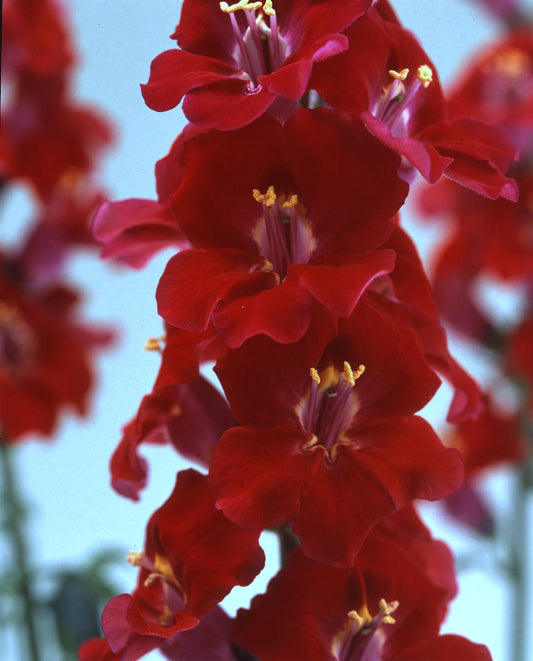 1,000 Snapdragon Seeds Chantilly Velvet Cut Flower