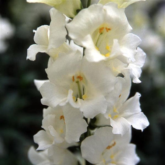 1,000 Snapdragon Seeds Chantilly White Cut Flower