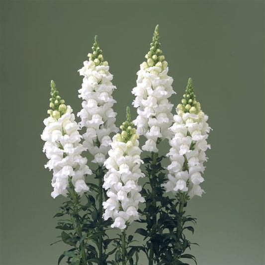 snapdragon flower seeds series f1-1000 seeds 1,000 Snapdragon Seeds Snapdragon Legend Light Pink Cut Flower – Buy Bulk Seeds