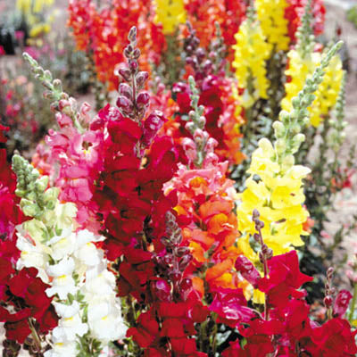 1,000 Pelleted Snapdragon Seeds Rocket Mix Cut Flower