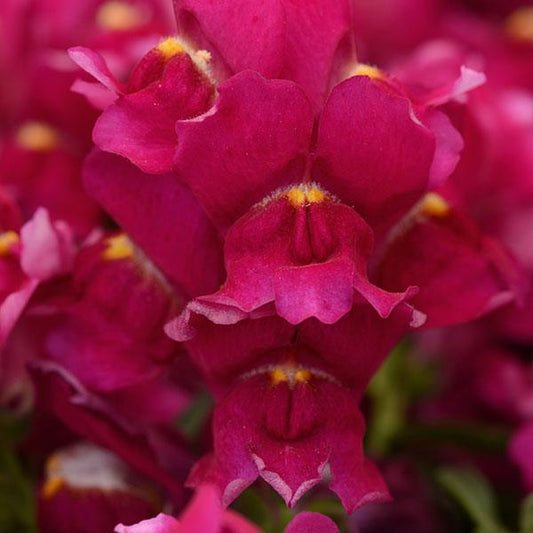 1,000 Snapdragon Seeds Snapdragon Snapshot™ Burgundy Pelleted Seeds