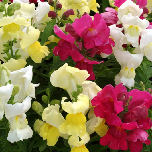 1,000 Snapdragon Seeds Snapdragon Snapshot™ Mix Pelleted Seeds