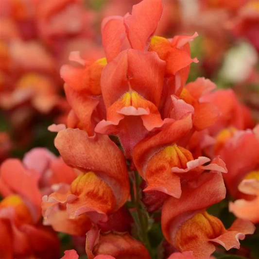 1,000 Snapdragon Seeds Snapdragon Snapshot™ Orange Pelleted Seeds