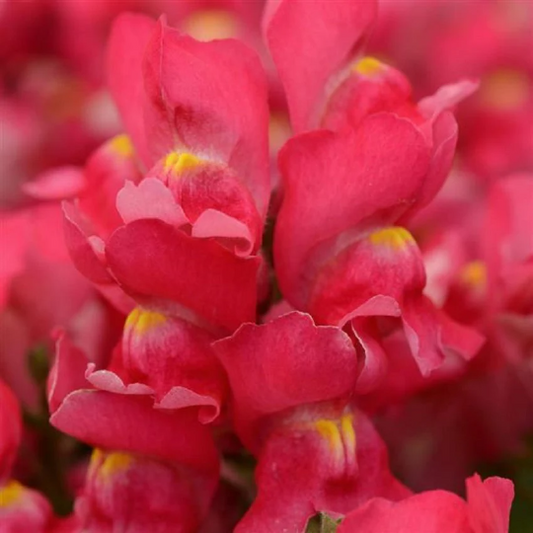 1,000 Snapdragon Seeds Snapdragon Snapshot™ Rose Pelleted Seeds