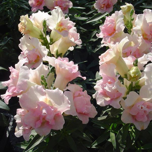 1,000 Snapdragon Seeds Twinny Appleblossom Flower Seeds